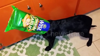 Labrador puppy gets head stuck in crisp packet