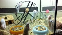 palestra per criceti dorati (video divertenti) Syrian hamsters