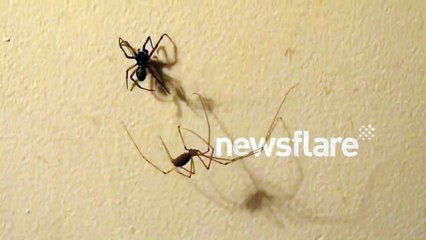 UK Spiders fighting caught on camera