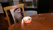 Pet otter eats at table - well behaved otter