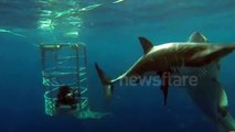 Shark vs Shark - Great white shark attack