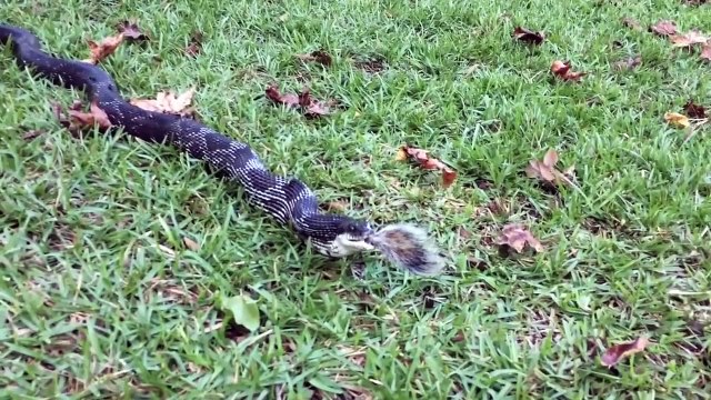 Snake eats squirrel - squirrel eaten by snake