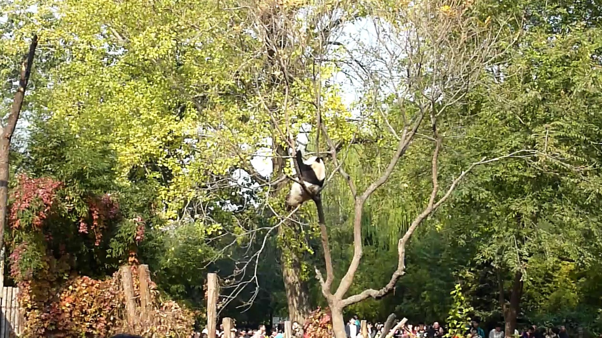 北京動物園のパンダ4