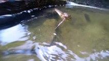 Snapping Turtle vs. Water Snake