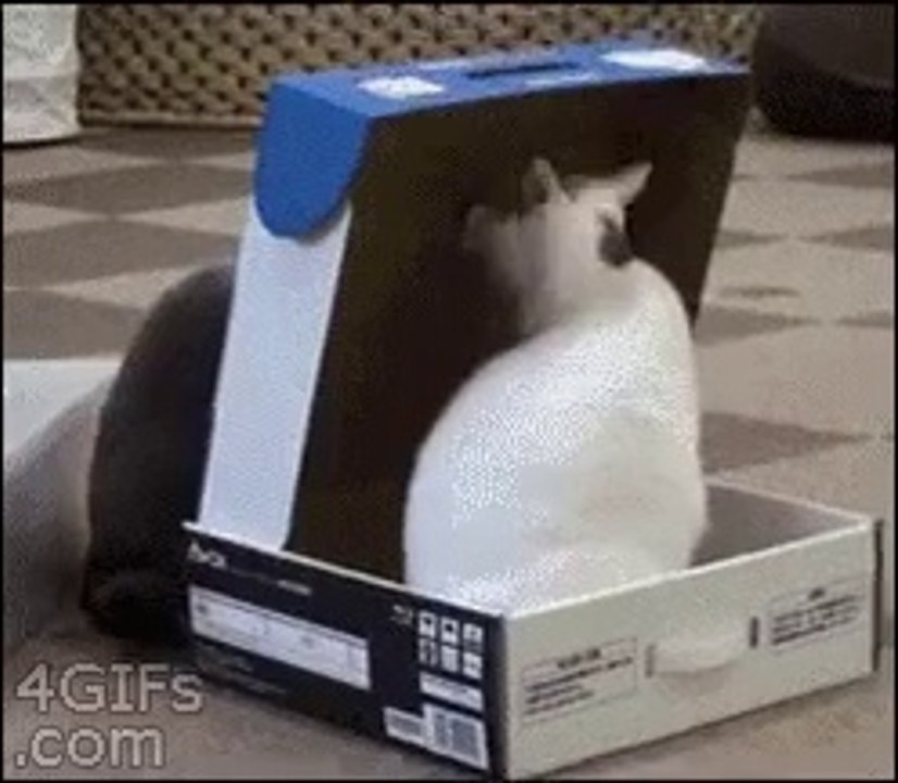 Ce chat est un gros troll