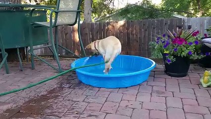 Mira cómo esta cachorra intenta llenar una piscina