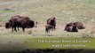 Bison Calf - Highland Wildlife Park - Love Your Wildlife Park