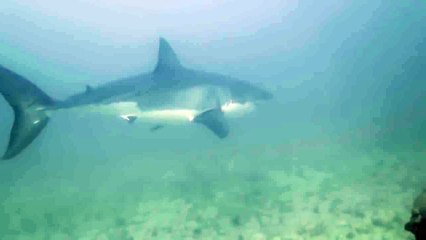 Diving alongside a Great White Shark