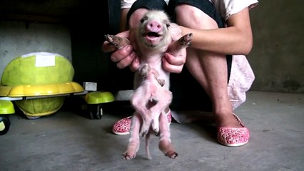 Pig with eight feet and six legs