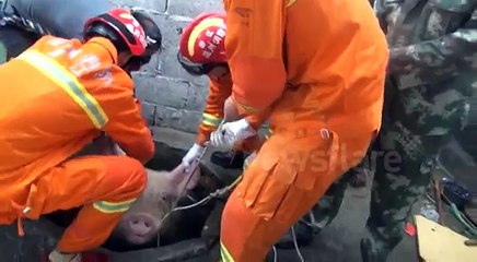Pig rescued from well