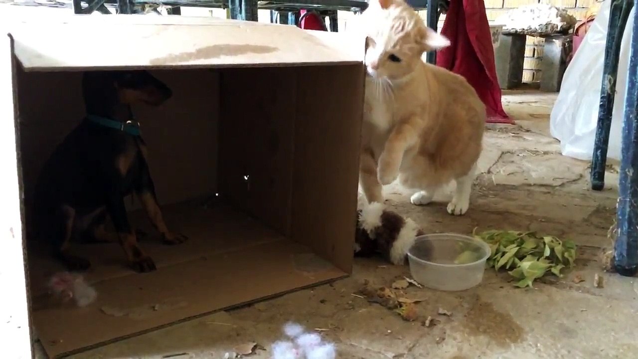 Dog, cat and a cardboard box