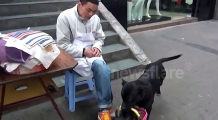 One Man and His Dog (Which Carries Another Dog)