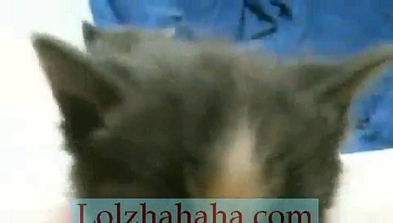 Kitten Chorus