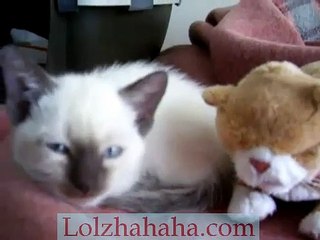 Kitten crying because she is so tired