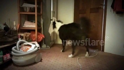 Dog fetches beer from fridge