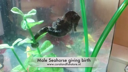 Seahorse giving birth
