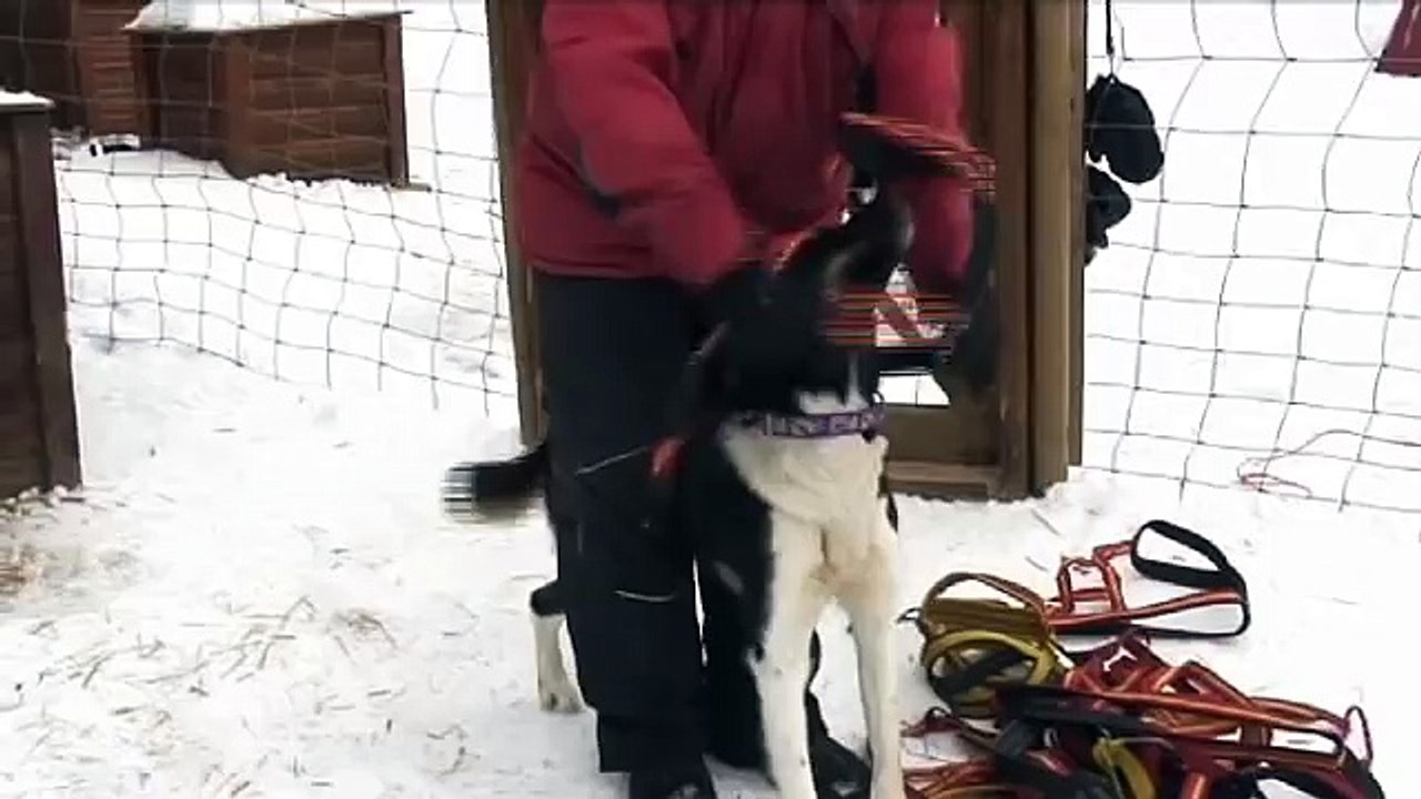 Hundekjøring i Susendal