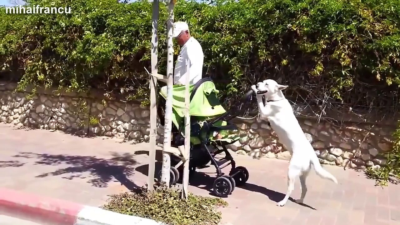 Funny Animal Videos Compilation 2015 [NEW]