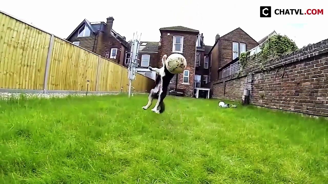 Funny Dogs and Cats Compilation 2015 - Funny Videos Compilation 2015