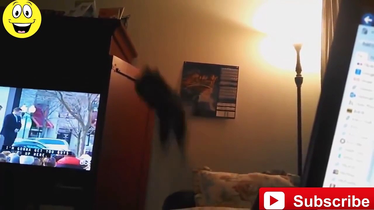 Funny Cats Compilation - Funny videos 2015