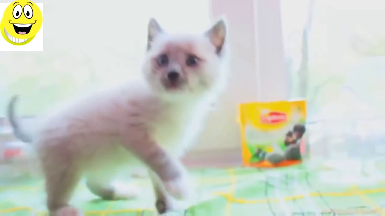 Funny Cats Compilation - Funny videos 2015