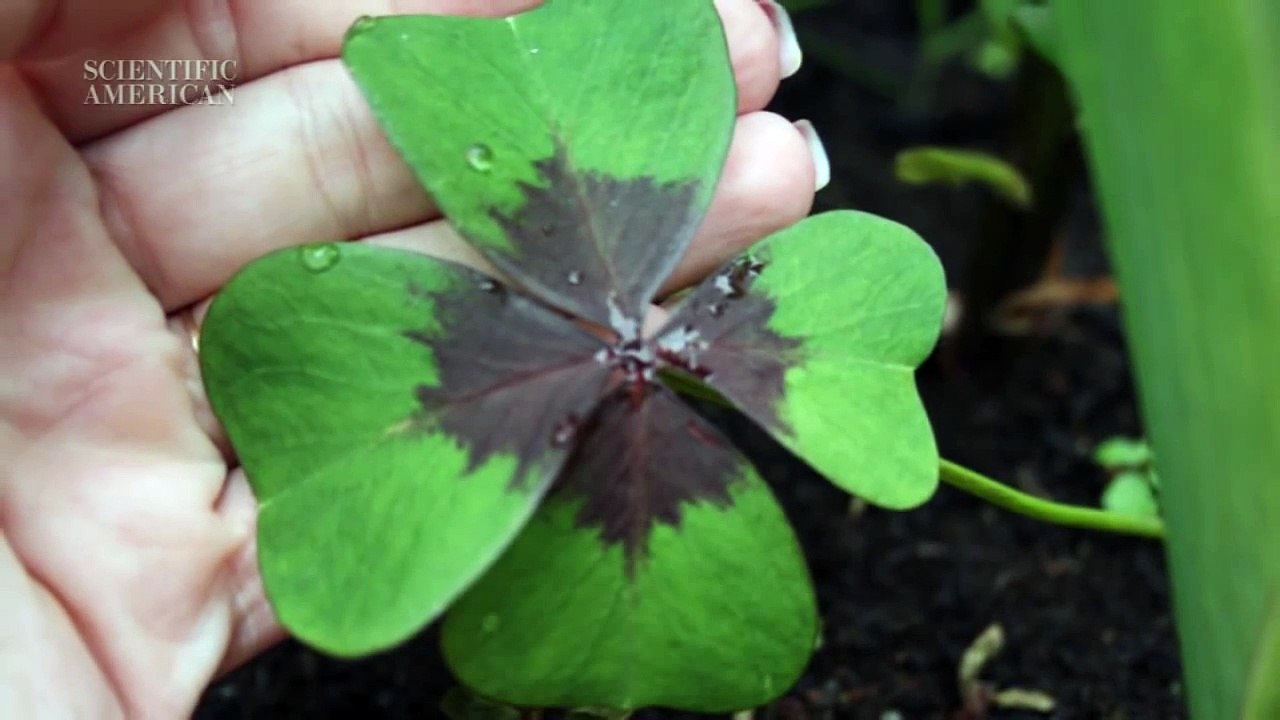 How Science Can Help You Find a 4-Leaf Clover - Instant Egghead #64