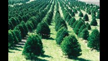 Making PlantsTrees Grow Bigger and Faster  Science News