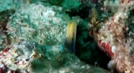 Doku (Arte) Geheimnissvolle Muränen - Aus dem Leben zärtlicher Monster