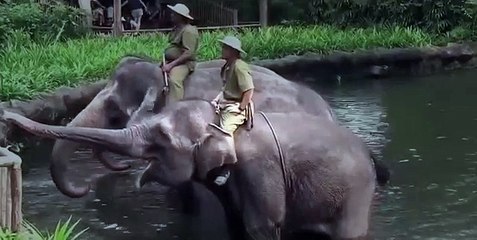 Elephants In The Wild Documentary 2015 - Wildlife Zoo & Africa [NEW] [Full Episode]