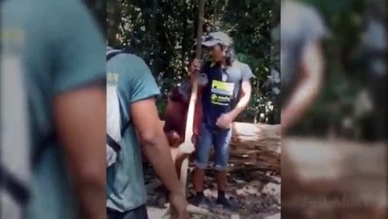 When Animals Attack Compilation Part 2 by FailArmy