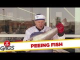 Gross Fish Pees on People
