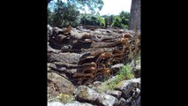 Linda a Nossa Aldeia- (Aldeia do Bispo /Penamacor)