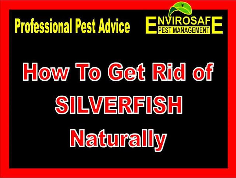 Get Rid of Silverfish Now!