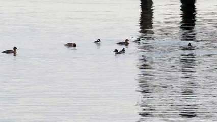 Diving seabirds at Tramp Harbor, Vashon Island, 5 Dec 2013