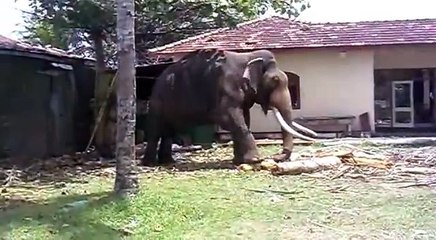 Animal dance Sacred elephant topten funny@croos