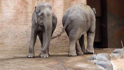 Animal dance elephant couple dancing topten funny@croos