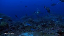 Bull Shark Approaching Camera | Shark Week - Conservation International (CI)