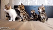 Funny Cats Choir Dancing Chorus Line of Kittens