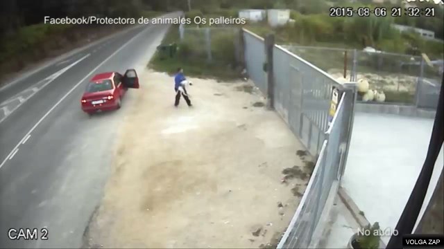 Un homme jette un chien par-dessus une cloture - images dérangeantes