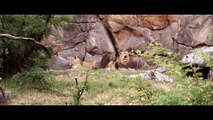 Berlin Zoo - Blackmagic Production Camera. (4K upload)