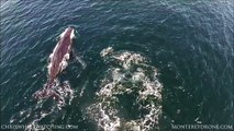 5.15.14 Humpback Whales Monterey Drone 1080P