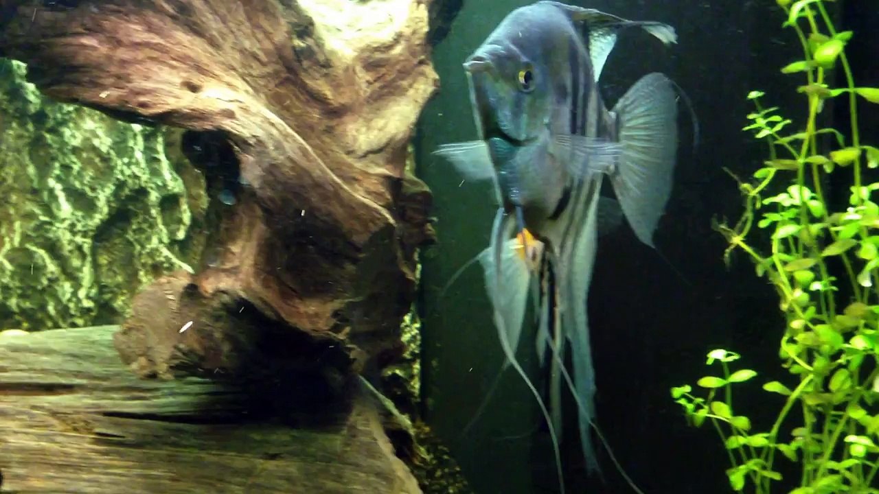 Aquarium catfish with offspring