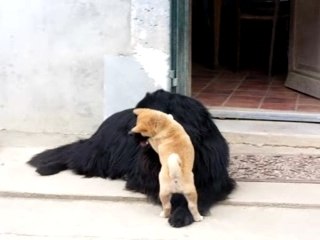 bébé shiba qui embete un chien