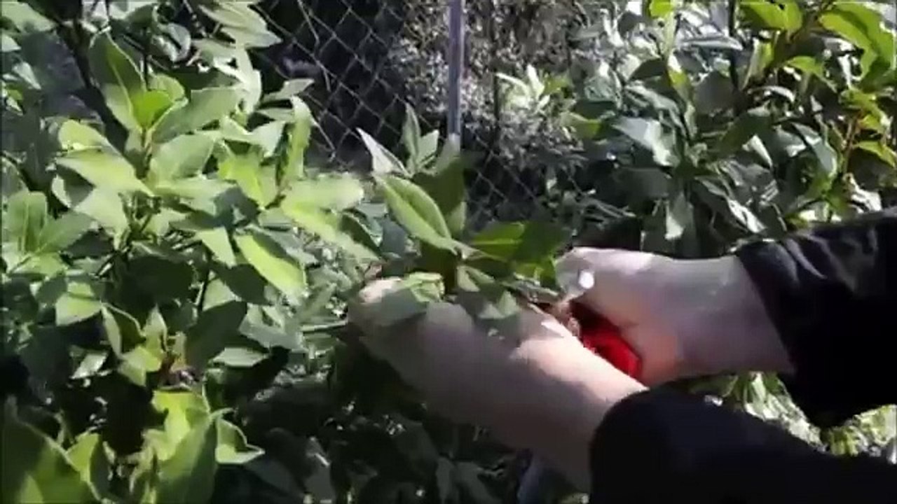 ITS Zanzare - Come eliminare definitivamente le zanzare dal tuo giardino!