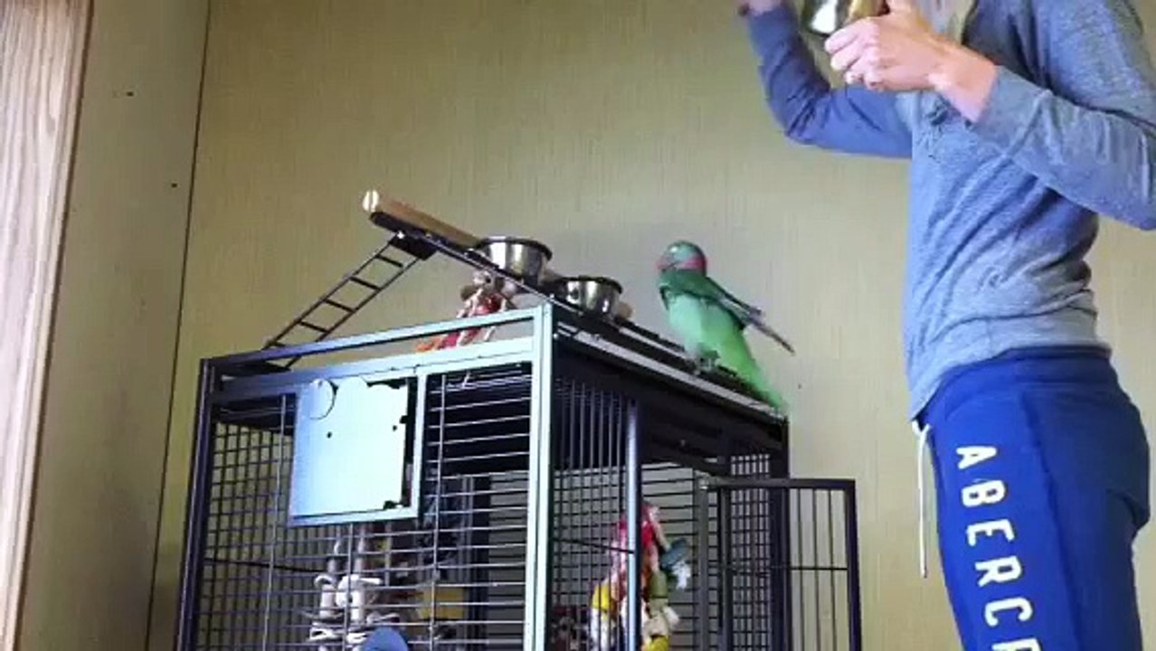 Rasta spinning