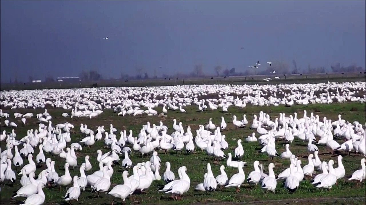 Merced National Wildlife Refuge