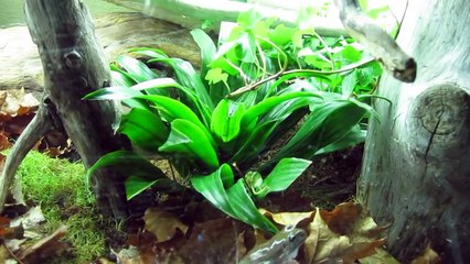 White's Tree Frog Terrarium