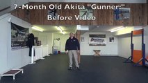 7-Month Old Akita Before and After Video! Dog Training in Northern Virginia