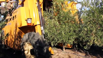 Oxbo 6420 Super High Density Olive Harvester