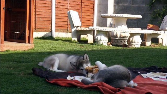 Alaskan Malamute Puppies 11 weeks old